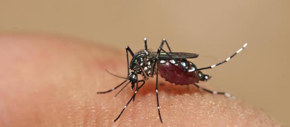 Aedes aegypti sobre a pele humana