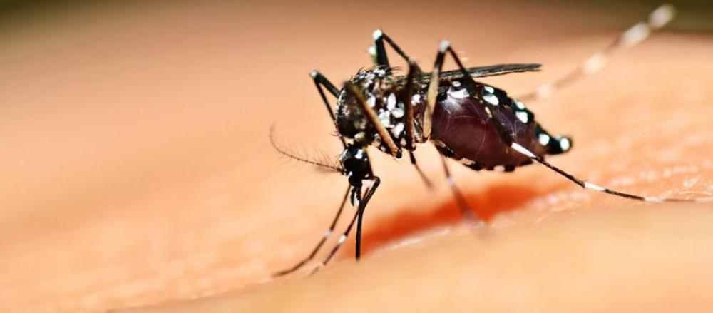 Aedes aegypti sobre a pele humana