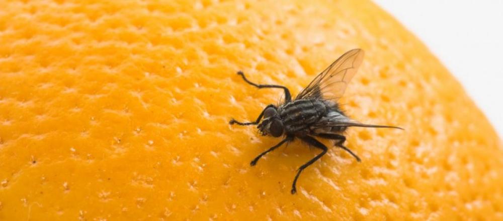 Mosca sobre uma superfície